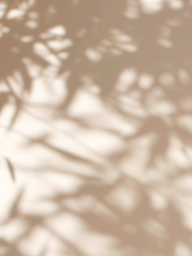 Shadow of plants on a white wall