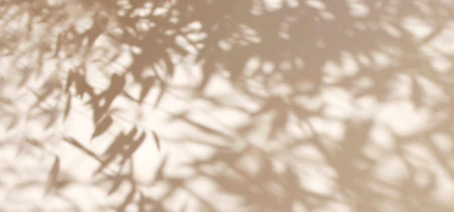 Shadow of plants on a white wall