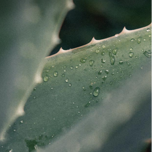 A close-up view of an aloe vera plant with water droplets on its spiky leaves, conveying a sense of freshness and moisture.