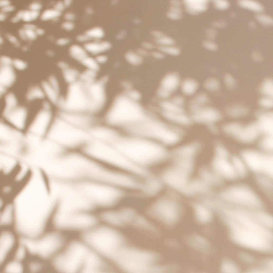 Shadow of plants on a white wall